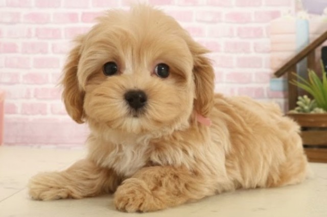 鹿児島県のマルプー(マルチーズ×プードル) (Coo&RIKU霧島店/2025年10月13日生まれ/女の子/ペールフォーン)の子犬の3枚目の画像