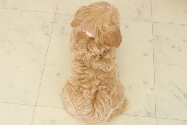 鹿児島県のマルプー(マルチーズ×プードル) (Coo&RIKU霧島店/2025年10月13日生まれ/女の子/ペールフォーン)の子犬の4枚目の画像