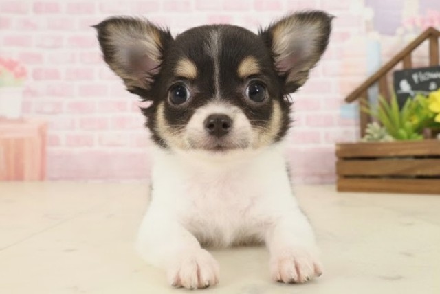 鹿児島県のチワワ(ロング) (Coo&RIKU鹿屋店/2025年10月13日生まれ/男の子/ホワイトタンブラック)の子犬