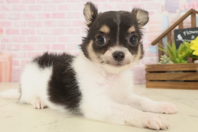 鹿児島県のチワワ(ロング) (Coo&RIKU鹿屋店/2025年10月13日生まれ/男の子/ホワイトタンブラック)の子犬の2枚目の画像