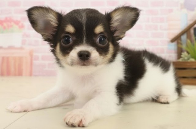 鹿児島県のチワワ(ロング) (Coo&RIKU鹿屋店/2025年10月13日生まれ/男の子/ホワイトタンブラック)の子犬の3枚目の画像