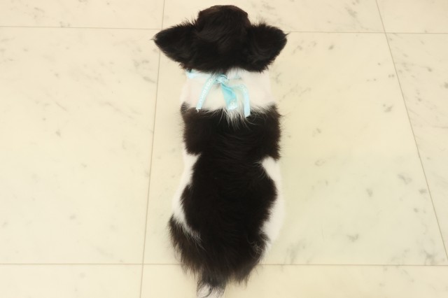 鹿児島県のチワワ(ロング) (Coo&RIKU鹿屋店/2025年10月13日生まれ/男の子/ホワイトタンブラック)の子犬の4枚目の画像