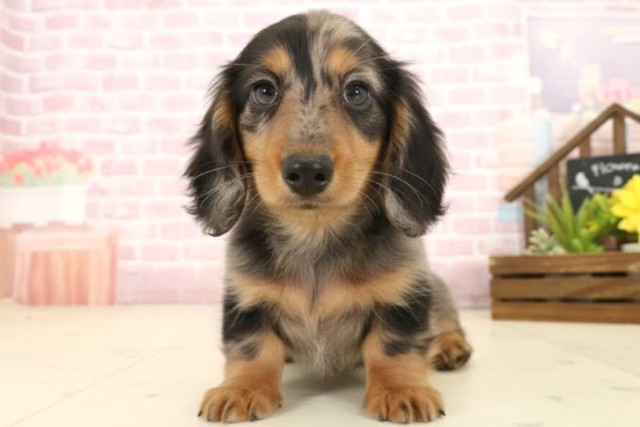 宮崎県のミニチュアダックスフンド(ロング) (Coo&RIKU宮崎店/2025年10月13日生まれ/男の子/シルバーダップル)の子犬の1枚目の画像