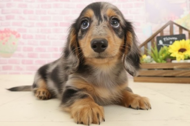 宮崎県のミニチュアダックスフンド(ロング) (Coo&RIKU宮崎店/2025年10月13日生まれ/男の子/シルバーダップル)の子犬の2枚目の画像