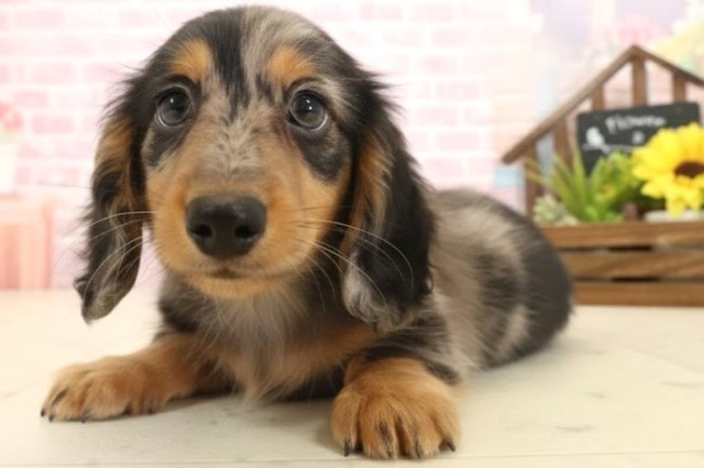 宮崎県のミニチュアダックスフンド(ロング) (Coo&RIKU宮崎店/2025年10月13日生まれ/男の子/シルバーダップル)の子犬の3枚目の画像