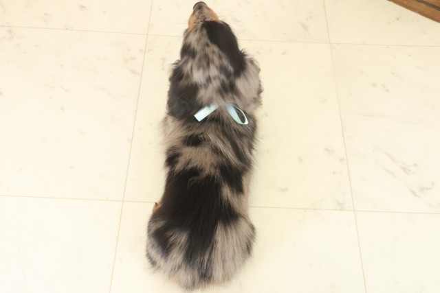 宮崎県のミニチュアダックスフンド(ロング) (Coo&RIKU宮崎店/2025年10月13日生まれ/男の子/シルバーダップル)の子犬の4枚目の画像