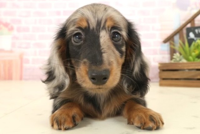 ミニチュア・ダックスフンド