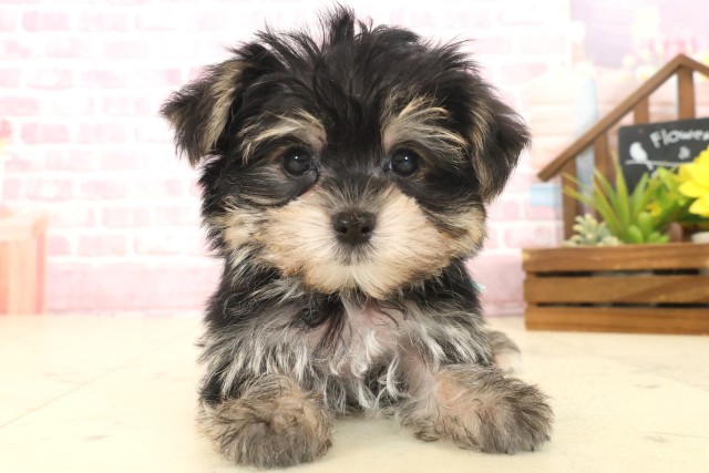 熊本県のマルキー/マルヨーキー(マルチーズ×ヨークシャーテリア) (Coo&RIKU熊本店/2025年10月14日生まれ/男の子/スチールブルータン)の子犬
