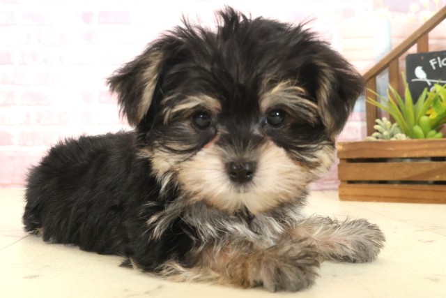 熊本県のマルキー/マルヨーキー(マルチーズ×ヨークシャーテリア) (Coo&RIKU熊本店/2025年10月14日生まれ/男の子/スチールブルータン)の子犬の2枚目の画像