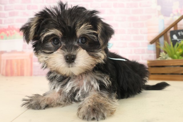 熊本県のマルキー/マルヨーキー(マルチーズ×ヨークシャーテリア) (Coo&RIKU熊本店/2025年10月14日生まれ/男の子/スチールブルータン)の子犬の3枚目の画像