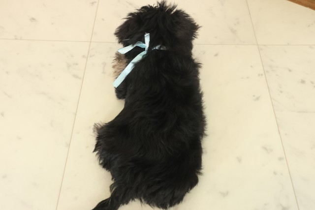 熊本県のマルキー/マルヨーキー(マルチーズ×ヨークシャーテリア) (Coo&RIKU熊本店/2025年10月14日生まれ/男の子/スチールブルータン)の子犬の4枚目の画像