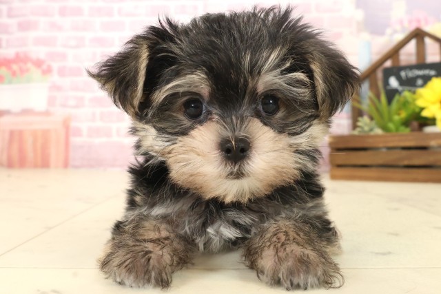 佐賀県のマルキー/マルヨーキー(マルチーズ×ヨークシャーテリア) (Coo&RIKU佐賀神埼店/2025年10月14日生まれ/男の子/スチールブルータン)の子犬の1枚目の画像