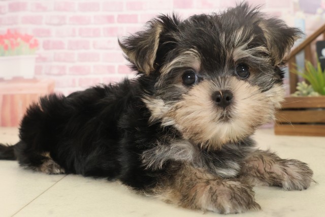 佐賀県のマルキー/マルヨーキー(マルチーズ×ヨークシャーテリア) (Coo&RIKU佐賀神埼店/2025年10月14日生まれ/男の子/スチールブルータン)の子犬の2枚目の画像