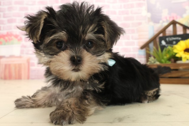 佐賀県のマルキー/マルヨーキー(マルチーズ×ヨークシャーテリア) (Coo&RIKU佐賀神埼店/2025年10月14日生まれ/男の子/スチールブルータン)の子犬の3枚目の画像