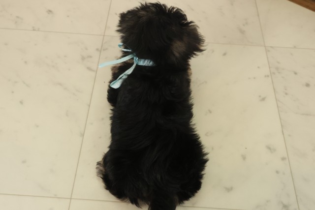 佐賀県のマルキー/マルヨーキー(マルチーズ×ヨークシャーテリア) (Coo&RIKU佐賀神埼店/2025年10月14日生まれ/男の子/スチールブルータン)の子犬の4枚目の画像