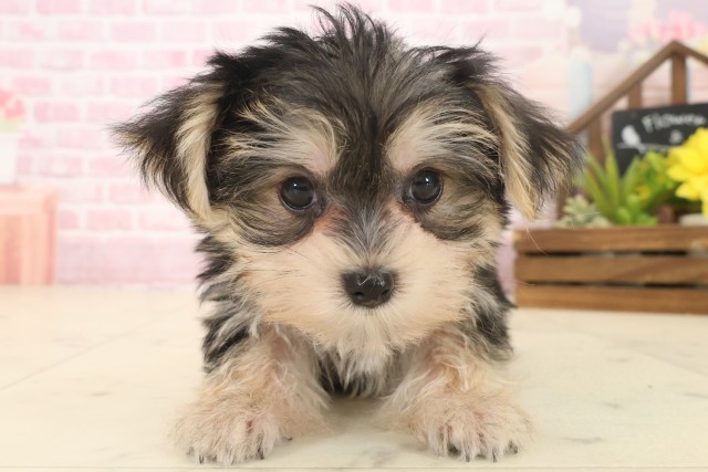 鹿児島県のマルキー/マルヨーキー(マルチーズ×ヨークシャーテリア) (Coo&RIKU霧島店/2025年10月14日生まれ/男の子/スチールブルータン)の子犬