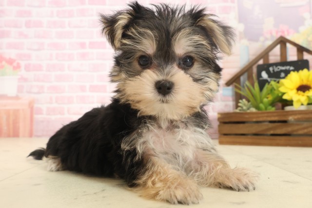 鹿児島県のマルキー/マルヨーキー(マルチーズ×ヨークシャーテリア) (Coo&RIKU霧島店/2025年10月14日生まれ/男の子/スチールブルータン)の子犬の2枚目の画像