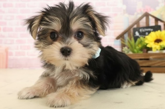 鹿児島県のマルキー/マルヨーキー(マルチーズ×ヨークシャーテリア) (Coo&RIKU霧島店/2025年10月14日生まれ/男の子/スチールブルータン)の子犬の3枚目の画像