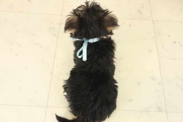 鹿児島県のマルキー/マルヨーキー(マルチーズ×ヨークシャーテリア) (Coo&RIKU霧島店/2025年10月14日生まれ/男の子/スチールブルータン)の子犬の4枚目の画像