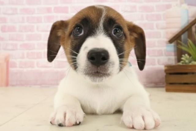 長崎県のジャックラッセルテリア (Coo&RIKU長崎佐世保店/2025年10月14日生まれ/男の子/ホワイトタン)の子犬の1枚目の画像