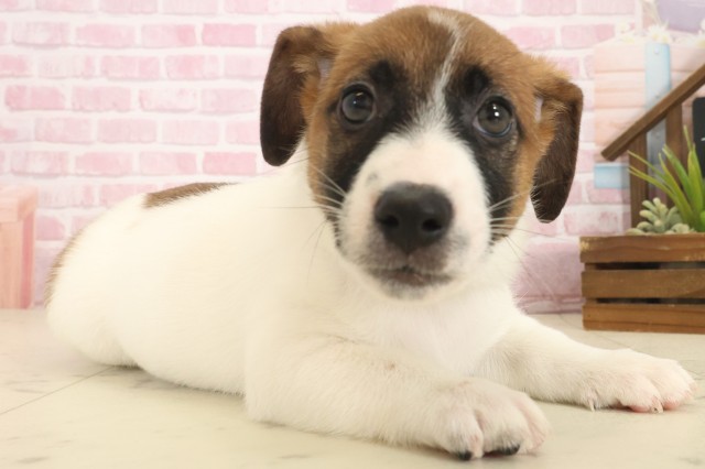 長崎県のジャックラッセルテリア (Coo&RIKU長崎佐世保店/2025年10月14日生まれ/男の子/ホワイトタン)の子犬の2枚目の画像