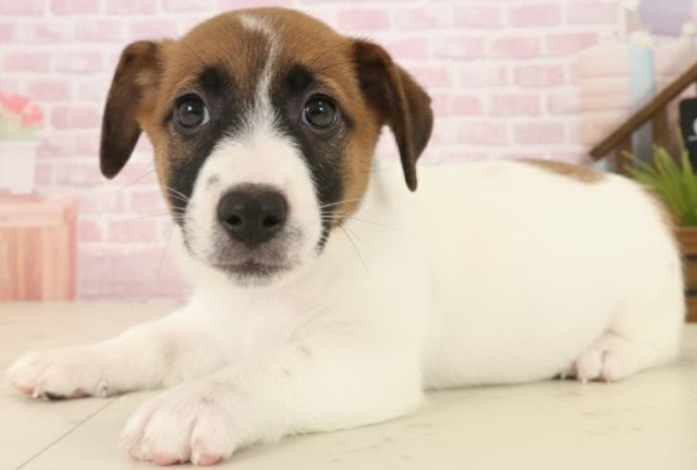 長崎県のジャックラッセルテリア (Coo&RIKU長崎佐世保店/2025年10月14日生まれ/男の子/ホワイトタン)の子犬の3枚目の画像