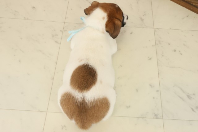 長崎県のジャックラッセルテリア (Coo&RIKU長崎佐世保店/2025年10月14日生まれ/男の子/ホワイトタン)の子犬の4枚目の画像