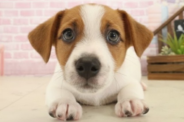 熊本県のジャックラッセルテリア (Coo&RIKUカリーノ玉名店/2025年10月14日生まれ/男の子/ホワイトタン)の子犬の1枚目の画像