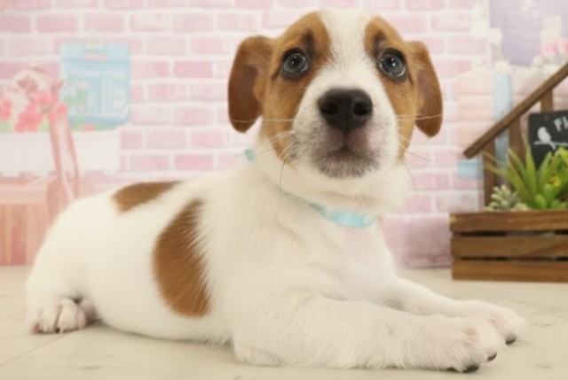 熊本県のジャックラッセルテリア (Coo&RIKUカリーノ玉名店/2025年10月14日生まれ/男の子/ホワイトタン)の子犬の2枚目の画像