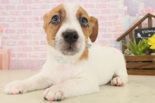 熊本県のジャックラッセルテリア (Coo&RIKUカリーノ玉名店/2025年10月14日生まれ/男の子/ホワイトタン)の子犬の3枚目の画像