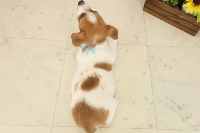 熊本県のジャックラッセルテリア (Coo&RIKUカリーノ玉名店/2025年10月14日生まれ/男の子/ホワイトタン)の子犬の4枚目の画像