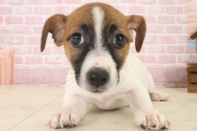 熊本県のジャックラッセルテリア (Coo&RIKUイオンモール宇城店/2025年10月14日生まれ/女の子/ホワイトタン)の子犬の1枚目の画像