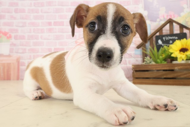 熊本県のジャックラッセルテリア (Coo&RIKUイオンモール宇城店/2025年10月14日生まれ/女の子/ホワイトタン)の子犬の2枚目の画像