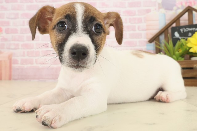 熊本県のジャックラッセルテリア (Coo&RIKUイオンモール宇城店/2025年10月14日生まれ/女の子/ホワイトタン)の子犬の3枚目の画像