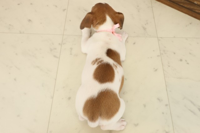 熊本県のジャックラッセルテリア (Coo&RIKUイオンモール宇城店/2025年10月14日生まれ/女の子/ホワイトタン)の子犬の4枚目の画像