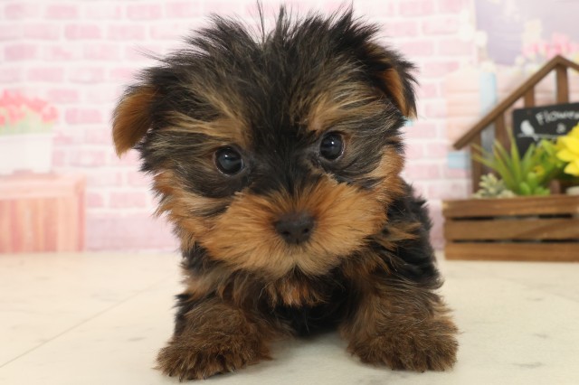 熊本県のヨークシャーテリア (Coo&RIKUカリーノ玉名店/2025年10月14日生まれ/男の子/スチールブルータン)の子犬の1枚目の画像
