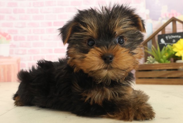 熊本県のヨークシャーテリア (Coo&RIKUカリーノ玉名店/2025年10月14日生まれ/男の子/スチールブルータン)の子犬の2枚目の画像