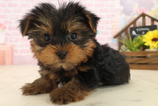 熊本県のヨークシャーテリア (Coo&RIKUカリーノ玉名店/2025年10月14日生まれ/男の子/スチールブルータン)の子犬の3枚目の画像