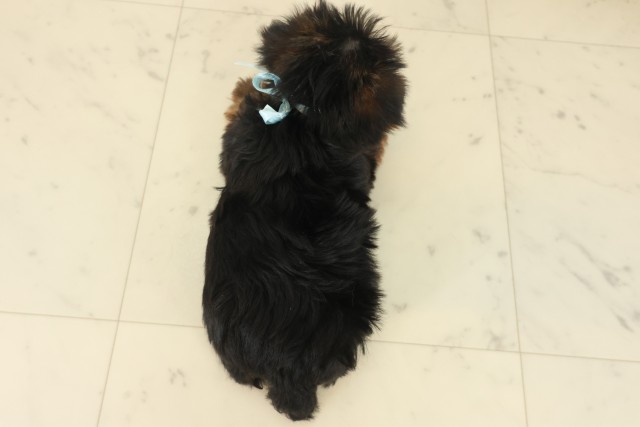 熊本県のヨークシャーテリア (Coo&RIKUカリーノ玉名店/2025年10月14日生まれ/男の子/スチールブルータン)の子犬の4枚目の画像