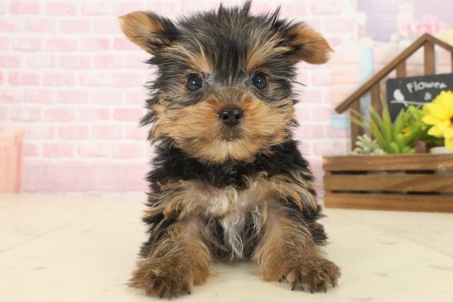 長崎県のヨークシャーテリア (Coo&RIKU長崎浜町店/2025年10月14日生まれ/女の子/スチールブルータン)の子犬の1枚目の画像