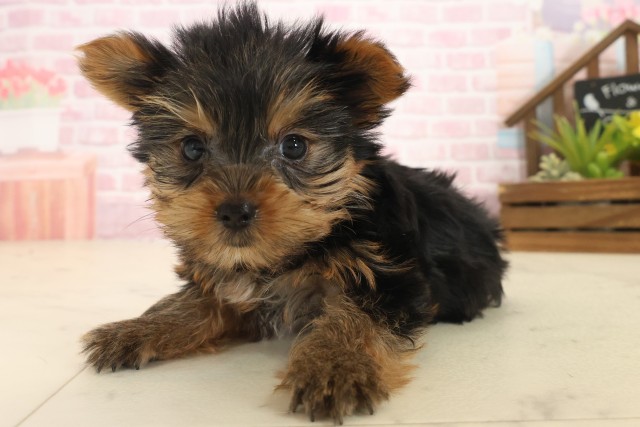 長崎県のヨークシャーテリア (Coo&RIKU長崎浜町店/2025年10月14日生まれ/女の子/スチールブルータン)の子犬の3枚目の画像