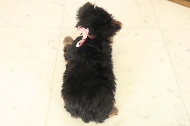 長崎県のヨークシャーテリア (Coo&RIKU長崎浜町店/2025年10月14日生まれ/女の子/スチールブルータン)の子犬の4枚目の画像