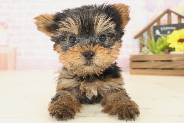 ヨークシャーテリア