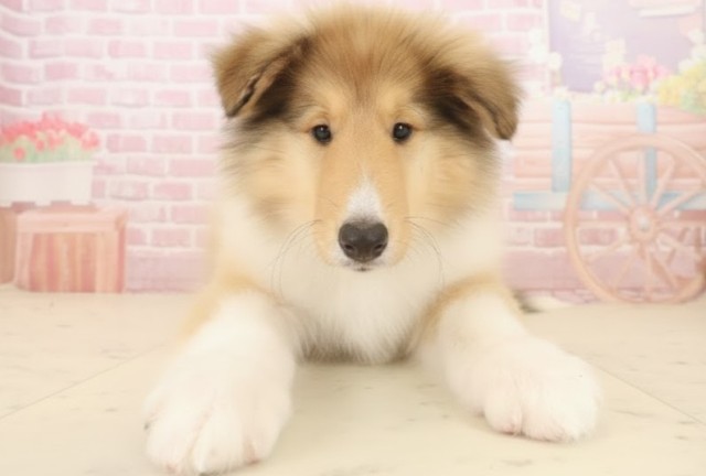 福岡県のボーダーコリー (Coo&RIKU福岡西店/2025年10月1日生まれ/男の子/セーブルホワイト)の子犬の1枚目の画像