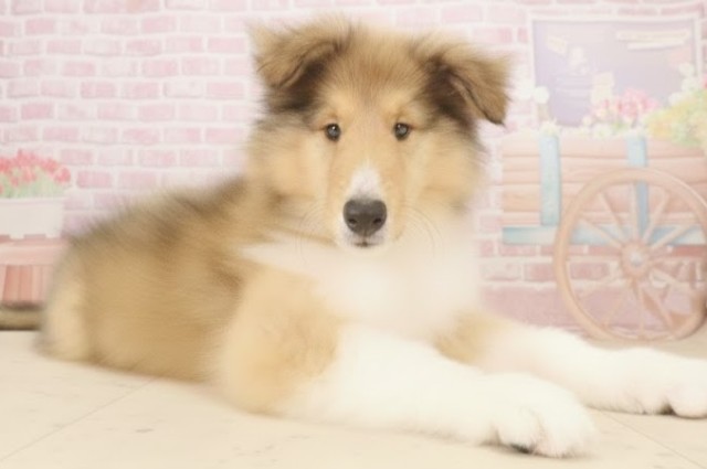 福岡県のボーダーコリー (Coo&RIKU福岡西店/2025年10月1日生まれ/男の子/セーブルホワイト)の子犬の2枚目の画像