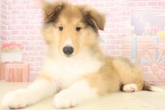 福岡県のボーダーコリー (Coo&RIKU福岡西店/2025年10月1日生まれ/男の子/セーブルホワイト)の子犬の3枚目の画像