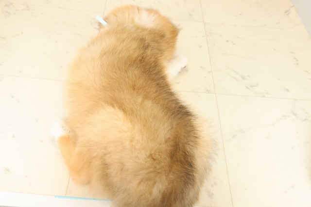 福岡県のボーダーコリー (Coo&RIKU福岡西店/2025年10月1日生まれ/男の子/セーブルホワイト)の子犬の4枚目の画像