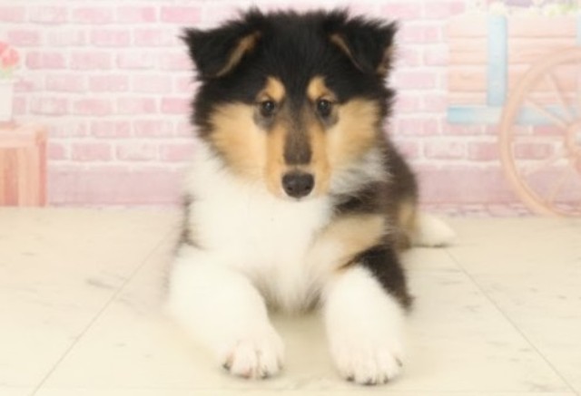 熊本県のボーダーコリー (Coo&RIKU熊本店/2025年10月1日生まれ/女の子/セーブルホワイト)の子犬