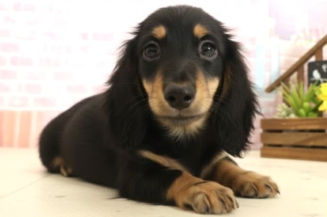 熊本県のミニチュアダックスフンド(ロング) (Coo&RIKUカリーノ玉名店/2025年10月11日生まれ/男の子/ブラックタン)の子犬の2枚目の画像