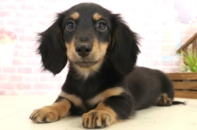 熊本県のミニチュアダックスフンド(ロング) (Coo&RIKUカリーノ玉名店/2025年10月11日生まれ/男の子/ブラックタン)の子犬の3枚目の画像